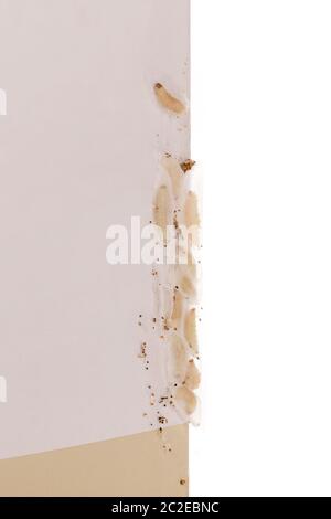 Caterpillar of Indianmeal moth. Larves on packaging with flour. Stock Photo