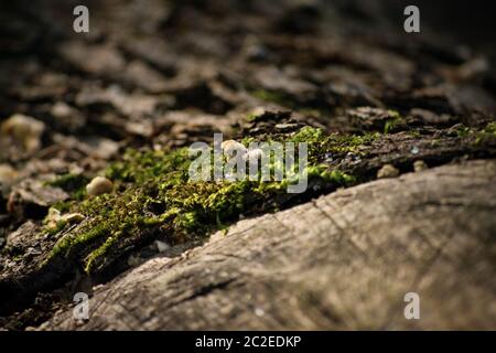 Close up shot of green moss growing on an old wooden log in the forest. Stock Photo