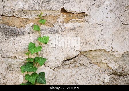 Close up shot of ivy vines crawling up an old cracked stone wall. Stock Photo