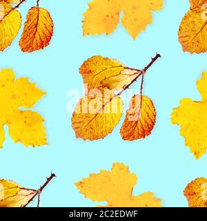 A seamless pattern of autumn leaves on teal Stock Photo