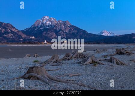 Tree stump in dry lake Forggensee after sunset with a view to Neuschwanstein castle Stock Photo