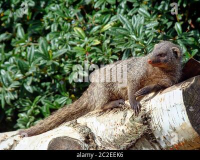 A mongooses is located on a white birch tree trunk in front of a green hedge in the sun and looking to the right, there is a copyspace on the left han Stock Photo