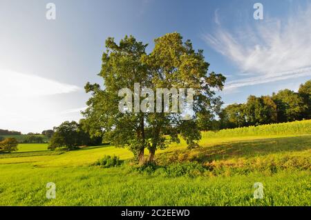 Landscape with trees near Bad Endorf, Chiemgau, Upper Bavaria, Germany Stock Photo