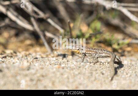 Female Side-blotched Lizard, Uta stansburiana, in Coachella Valley Preserve, near Palm Springs, California Stock Photo