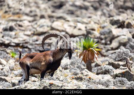 rare endemic Walia ibex, Capra walia, Only about 500 individuals survived in Simien Mountains in Northern Ethiopia, Africa Stock Photo