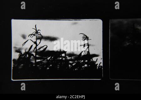 Fine 70s vintage contact print black and white extreme photography of wild plants growing in the fields. Stock Photo