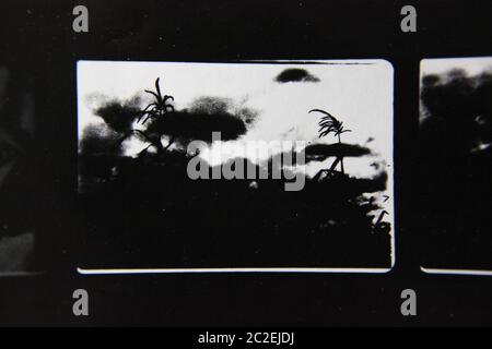 Fine 70s vintage contact print black and white extreme photography of wild plants growing in the fields. Stock Photo