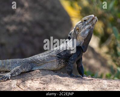 Sonoran Spiny-tailed Iguana, Ctenosaura macrolopha, a non-native species that has established a small population on the grounds of the Arizona-Sonora Stock Photo