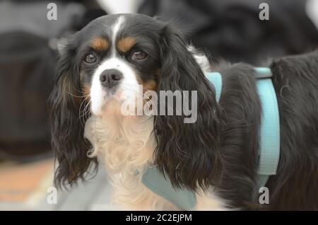Cavalier King Charles Spaniel in harness looks into the camera Stock Photo