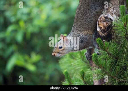 Side view close up of cute, wild UK grey squirrel (Sciurus carolinensis) isolated outdoors in natural countryside climbing down tree, upside down. Stock Photo