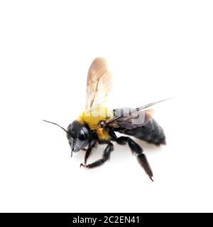 Carpenter bee Xylocopa pubescens isolated on white background Stock Photo