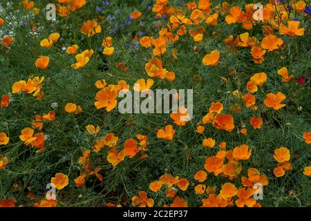 Eschscholzia californica, the California poppy, golden poppy, California sunlight or cup of gold Stock Photo
