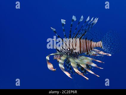 Lionfish in the blue Stock Photo