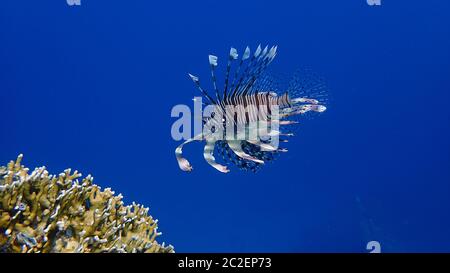 Lionfish in the blue with coral reef Stock Photo