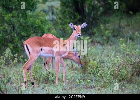 Some impalas grazing on a bush in Kenya Stock Photo