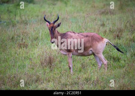 A Topi antelope in the grassland of Kenya's savannah Stock Photo