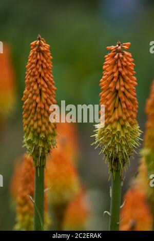 Kniphofia tritoma, red hot poker, torch lily, knofflers poker plant, Stock Photo