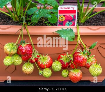 Growing homegrown strawberries – some still green, others ripening – hanging over a plastic trough, with a ‘plants for pollinators’ tag in the soil. Stock Photo