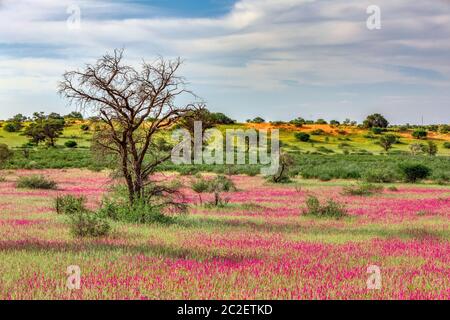 Violet flowering Kalahari desert after rain season, South Africa wilderness Stock Photo
