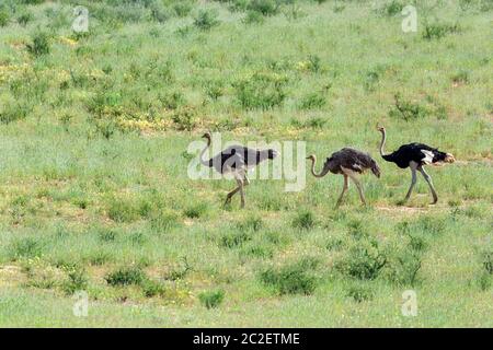 Ostrich, Struthio camelus in green Kalahari, desert after rain season. Kalahari Transfrontier Park, South Africa wildlife safari Stock Photo