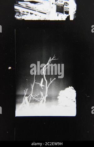 Fine 70s vintage contact print black and white extreme photography of wild plants growing in the fields. Stock Photo