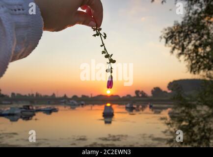 Hand  hold flower. Sunrise near Danube river in Serbia Stock Photo