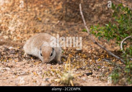 Round-tailed Ground Squirrel, Xerospermophilus tereticaudus, at the Desert Botanical Garden, Phoenix, Arizona Stock Photo