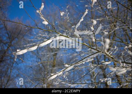 Branches of a tree covered in snow with blue sky in winter. Selective focus Stock Photo