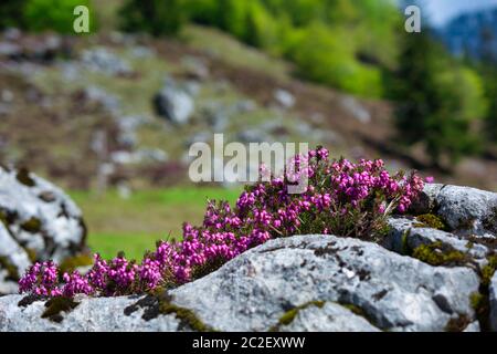 Beautiful Wild Alpine flowers between the rocks Stock Photo
