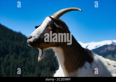 Alpine Goat, close up image. She has lost one of her horns but is still charming Stock Photo
