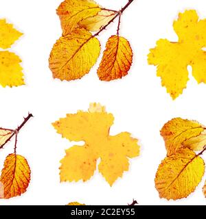 A seamless autumn pattern of yellow and orange fall leaves on a white background, a vibrant repeat print Stock Photo