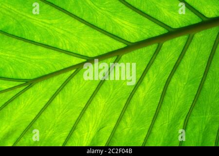 Alocasia macrorrhizos leave ,backlight revealing translucent veins Stock Photo