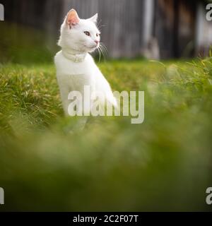 Extremely cute white kitten on a lovely meadow, playing outside - sweet domestic pet playing outside Stock Photo