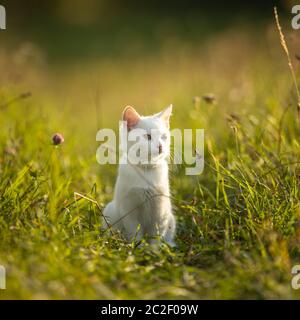 Extremely cute white kitten on a lovely meadow, playing outside - sweet domestic pet playing outside Stock Photo