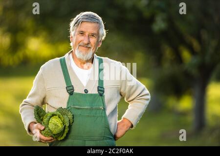 Senior gardenr gardening in his permaculture garden -  holding a splendid Savoy Cabbage head Stock Photo