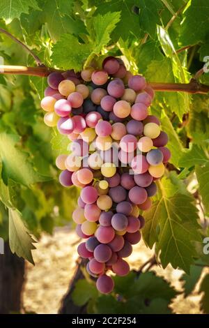 A bunch of light wine grapes hanging from a vine in a vineyard at autumn harvest Stock Photo