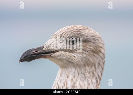 seagull head detail background Stock Photo