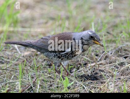 Teleaufnahme juniper thrush Turdus pilaris Stock Photo