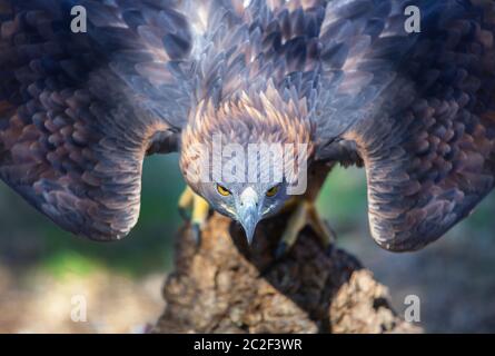 Beautiful Iberian golden eagle ready for take-off before attack. Closeup Stock Photo