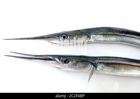 Fresh Raw Needlefish Against White Background Stock Photo