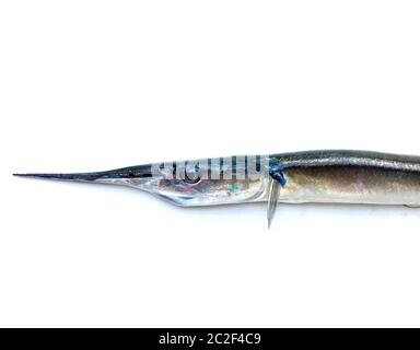 Fresh Raw Needlefish Against White Background Stock Photo