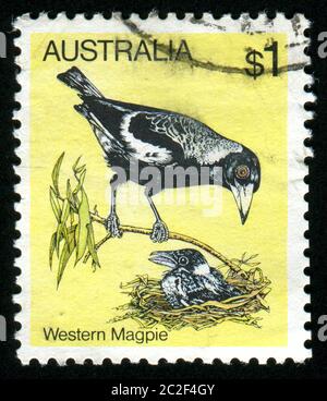 AUSTRALIA - CIRCA 1980: stamp printed by Australia, shows Western magpie, circa 1980 Stock Photo