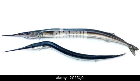 Fresh Raw Needlefish Against White Background Stock Photo