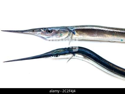 Fresh Raw Needlefish Against White Background Stock Photo