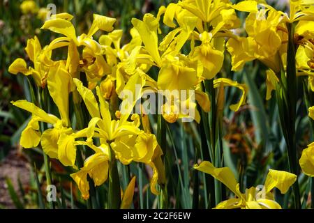 Yellow Iris spuria "Penny Bunker" Irises clump forming Yellow Irises flowers Iris "Penny Bunker" Stock Photo