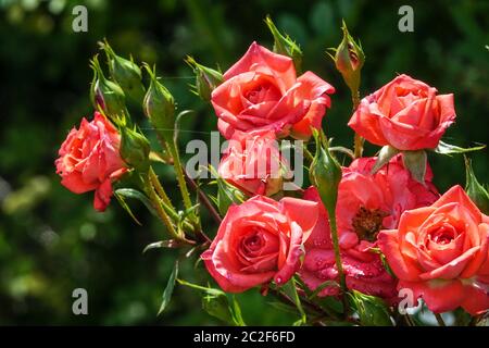 Miniature Rosa Rose Saint Valentine Stock Photo
