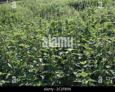 nettle (Urtica Dioica) aka Stinging Nettle plant useful as a background Stock Photo