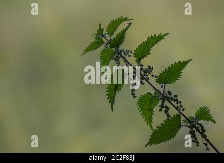 Isolated portrait of a green stinging nettle. Texture and small details found in nature. Stock Photo