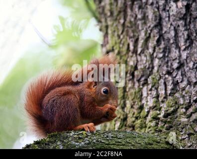 Young reddish brown acorn Sciurus vulgaris Stock Photo