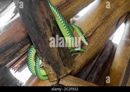 Snake in the bamboo roof on Koh Phangan, Koh Pha Ngan, island in Thailand. Paradise Tree Snake. Stock Photo